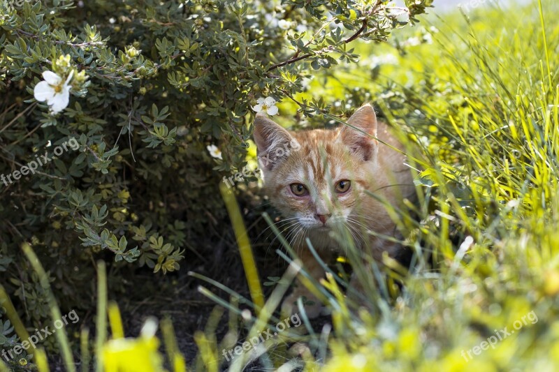 Cat Kitten Nature Redhead Grass