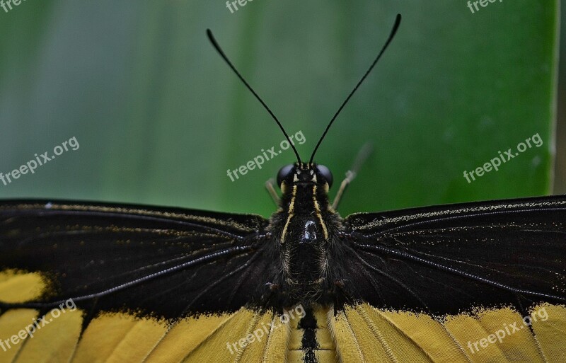 Butterfly Insect Yellow Animal Fly