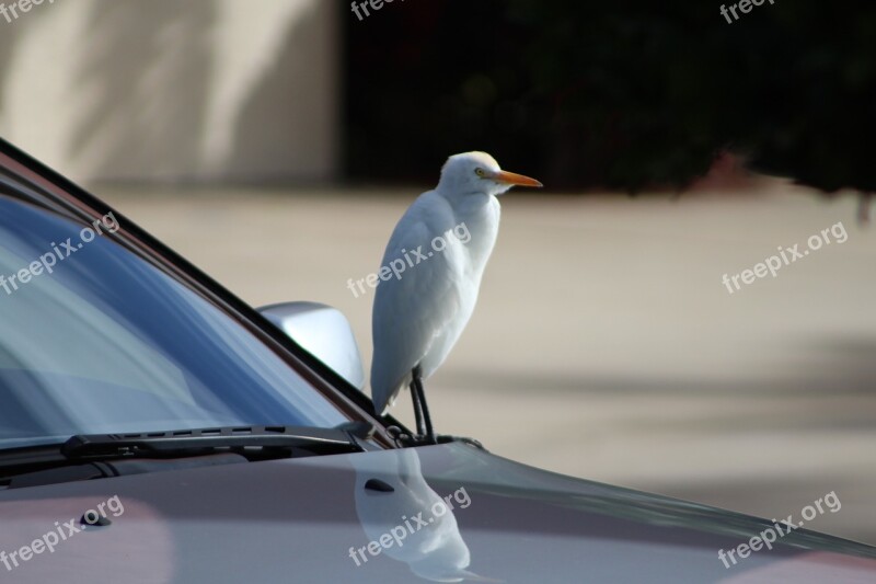 Bird Wildlife Car Animal Nature