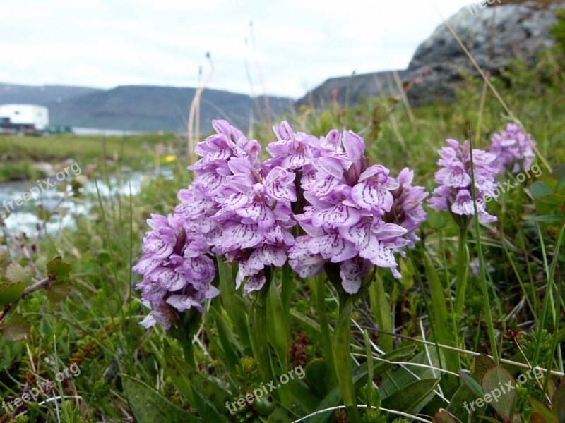 Orchids Plant Flower Nature Landscape