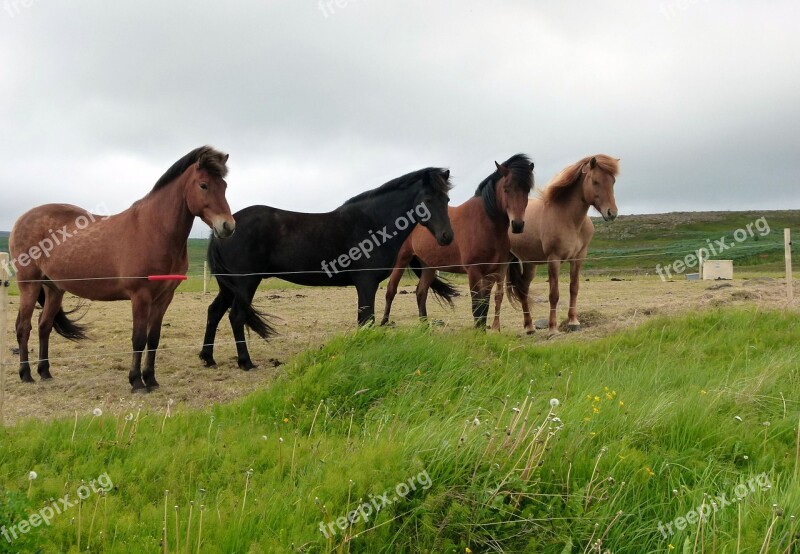 Horses Landscape Nature Iceland Free Photos