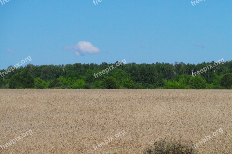 Field Grain Sky Nature Clean