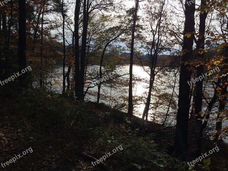 Water Trees Nature Backlighting Autumn