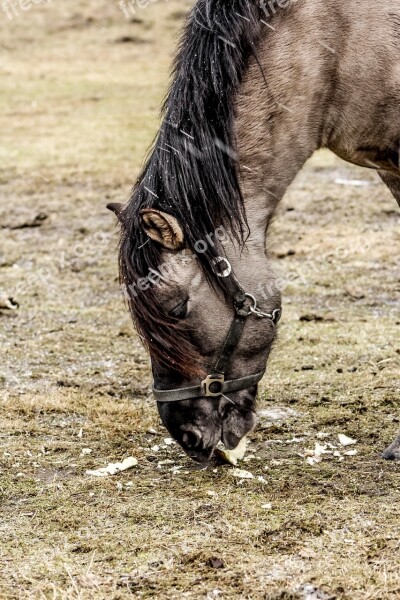 Tarpan Demonstration Reserve Wild Horse Free Photos