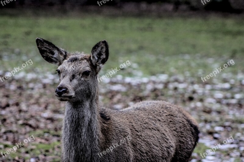 Doe A Female Deer Demonstration Reserve Białowieża Free Photos