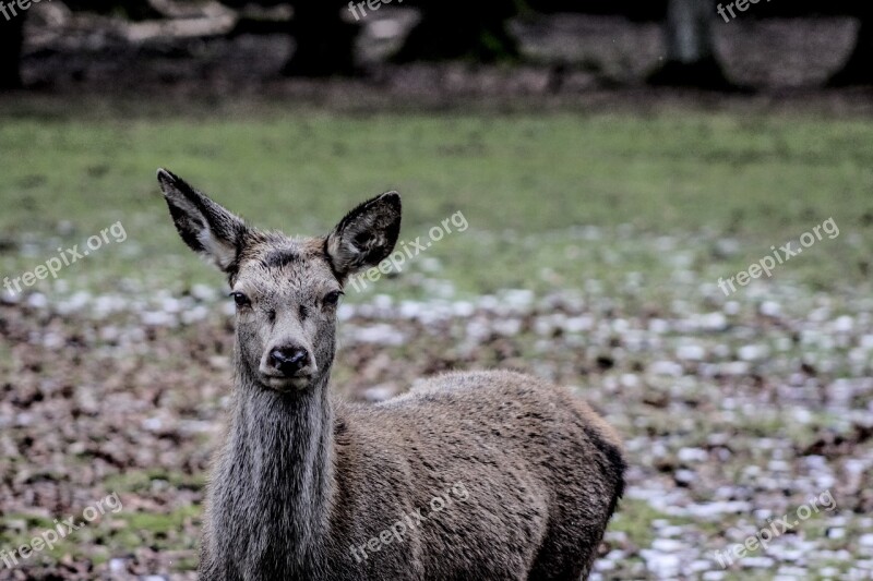 Białowieża Doe A Female Deer Demonstration Reserve Free Photos