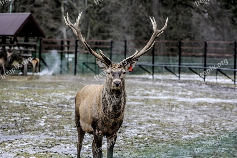 Białowieża Hart Horns Antlers Demonstration Reserve