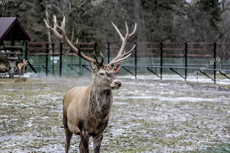 Białowieża Hart Horns Antlers Demonstration Reserve