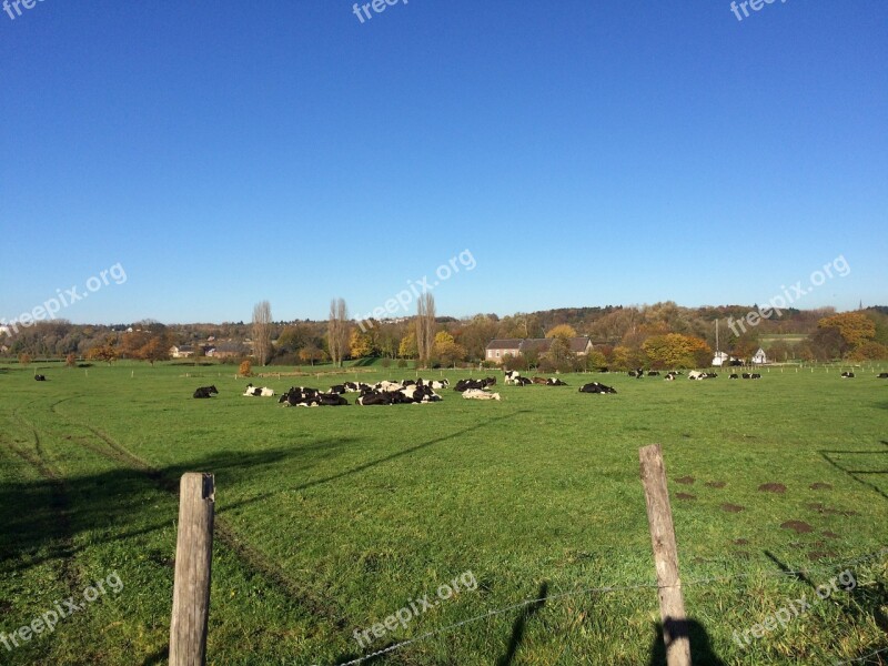 Cows Landscape Summer Nature Animal