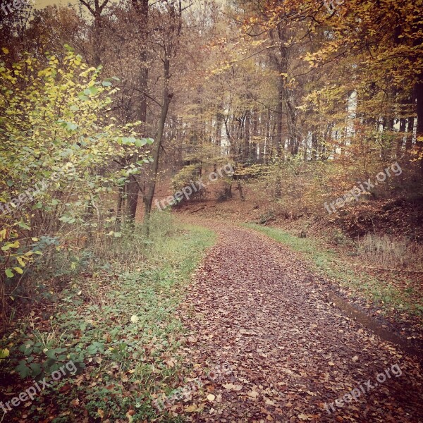 Autumn Away Trees Landscape Nature