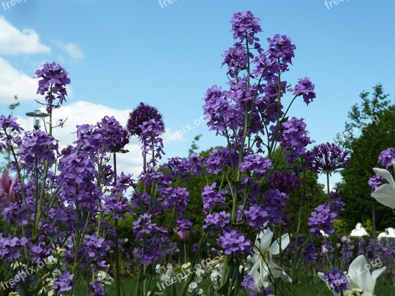 Purple Spring Flowers Flowers Violet Spring