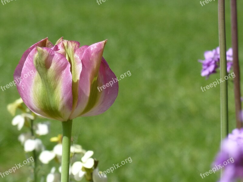 Tulip Spring Flowers Nature Flower