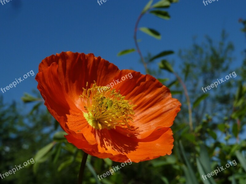 Eschscholzia Californica Orange Mohngewaechs Bright Poppy