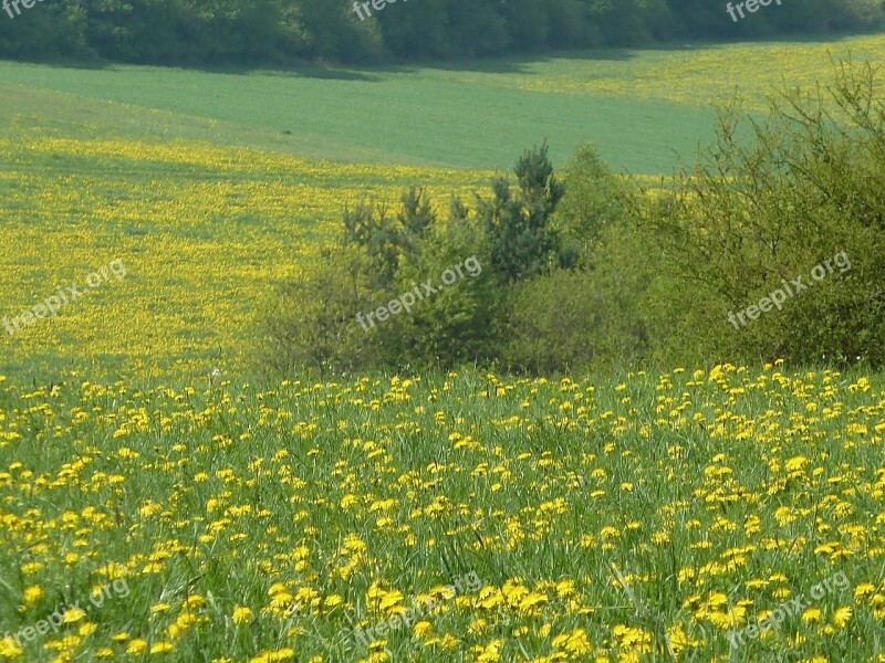 Spring Meadow Dandelion Flowers Meadow Nature