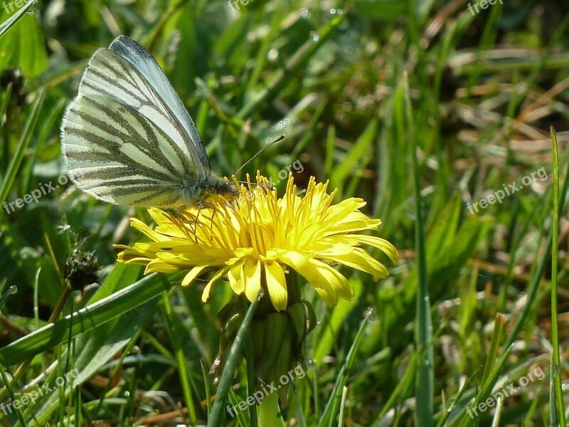 Butterfly Dandelion Collect Nectar Spring Free Photos