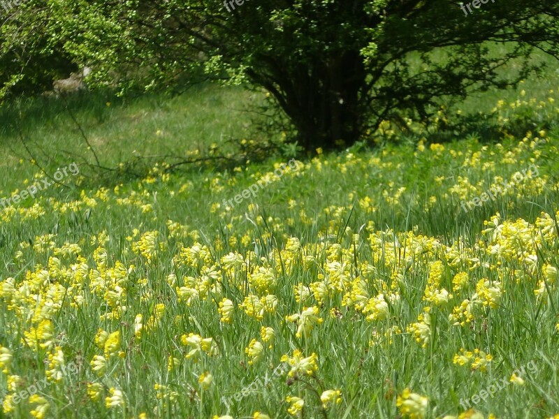 Key Blumenwiese Cowslip Spring Bloom Meadow