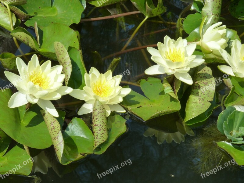 Water Lily Water Yellow Aquatic Plant Lake Rose