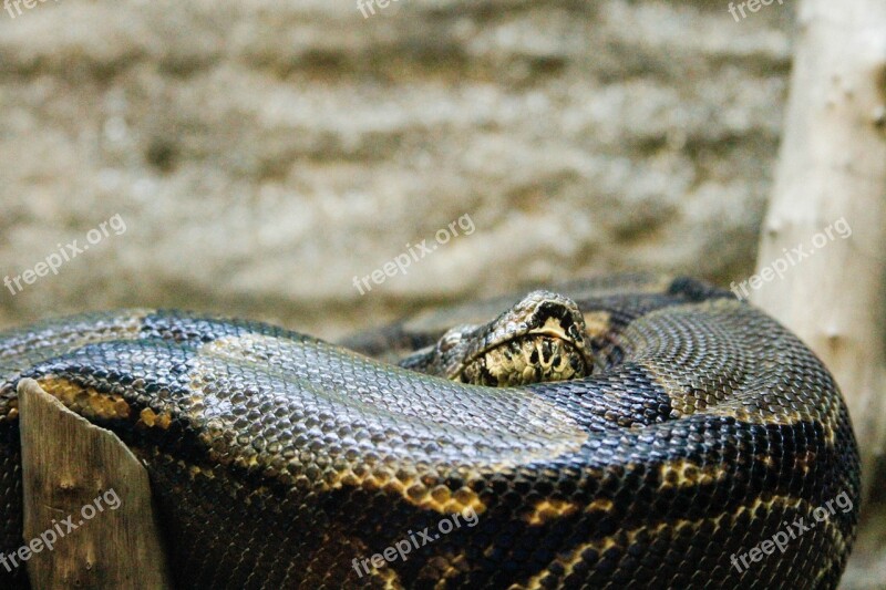 Snake Animal Nature Fauna Boa