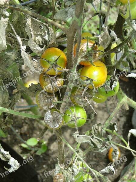 Tomato Blight Disease Garden Late Blight