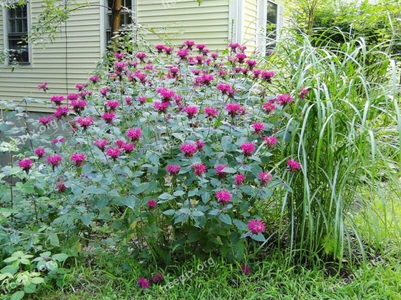 Monarda Bee Balm Perennial Garden Flowers