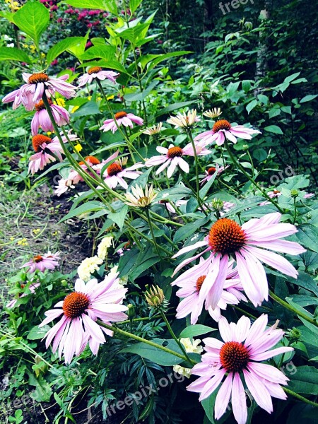 Coneflower Flower Echinacea Border Purple