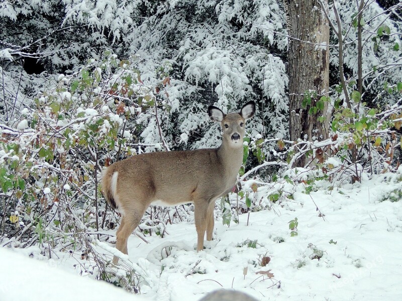 Deer Fawn Winter Wildlife Forest