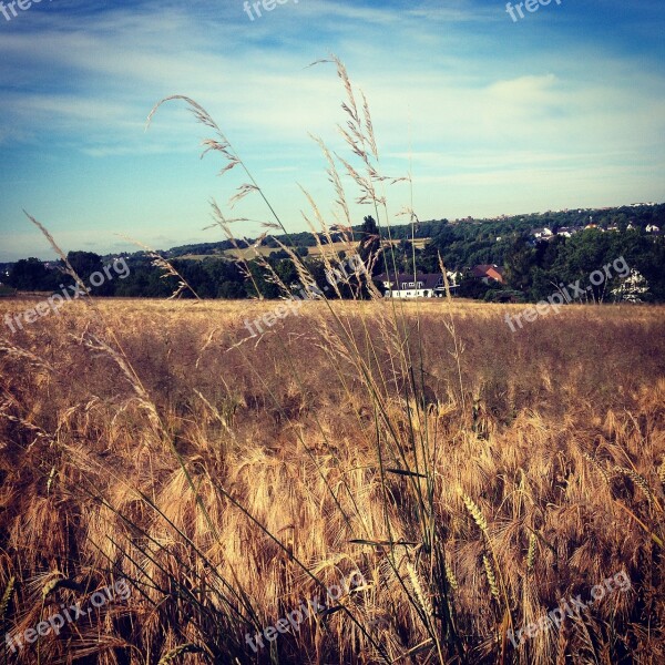 Wheat Field Field Arable Cornfield Grain