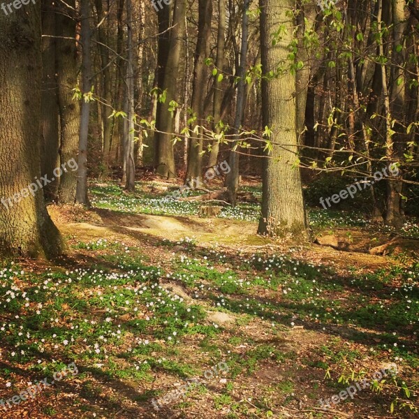 Forest Trees Mood Branch Branches Sunlight