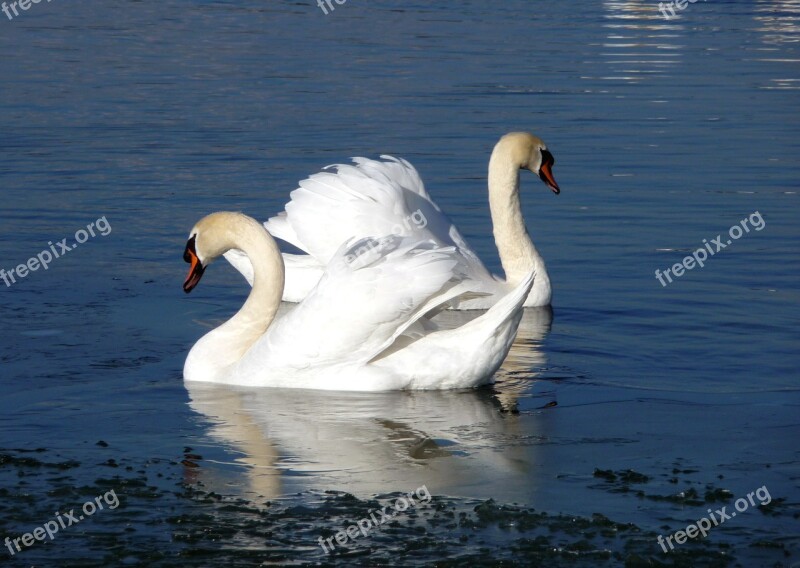 Swan Water Bird Water Pride Nature