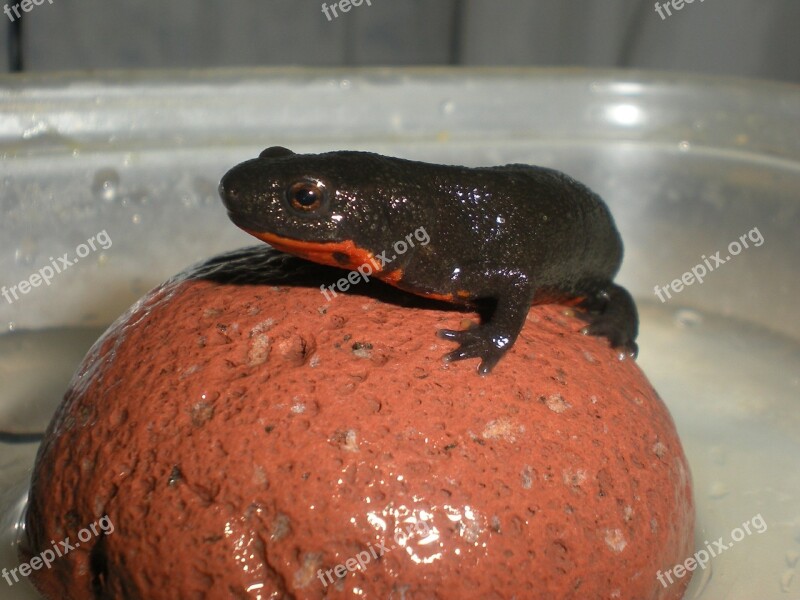 Newt Fire-bellied Newt Amphibian Protected Animal