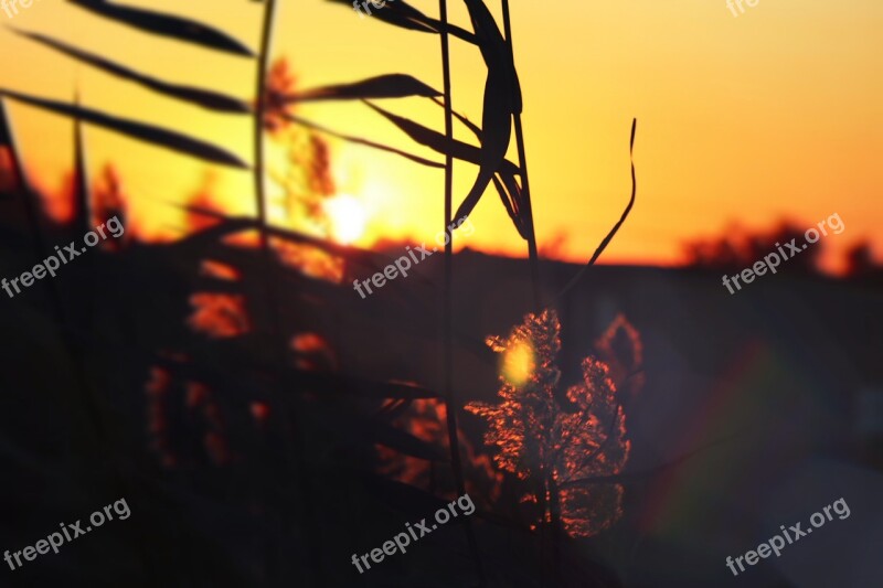 Sunset Leaves Orange Landscape Nature