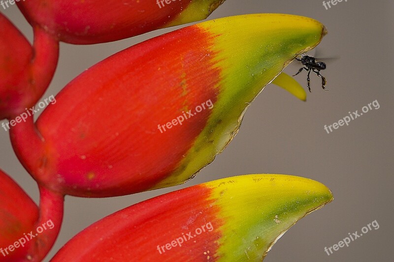 Flower Leaves Banana Tree Ornamental Insect