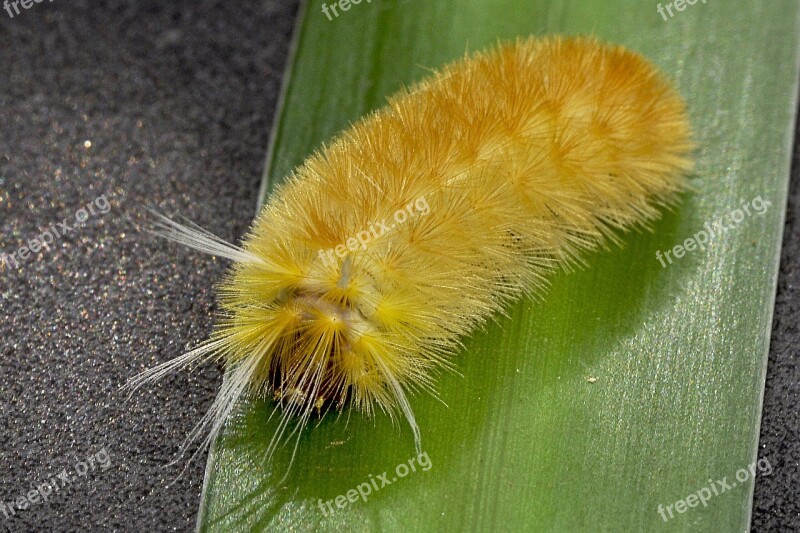 Insect Caterpillar Yellow Hairy Free Photos