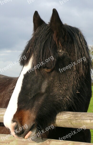 Horse Labour Rustic Head Nature