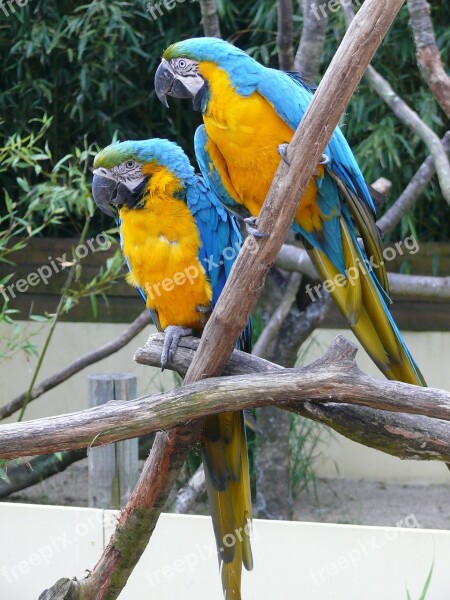 Bird Parrot Color Ara Beak