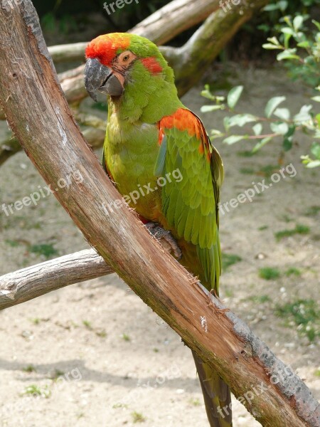 Bird Parrot Color Ara Beak