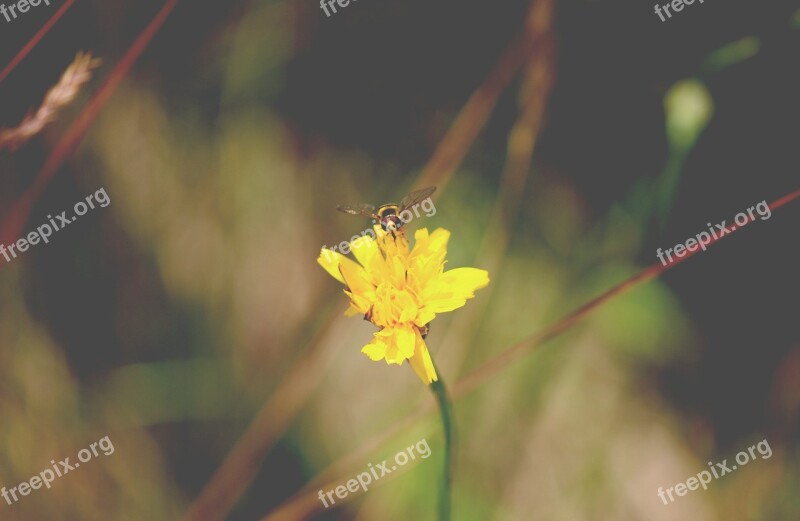 Flower Insect Closeup Plant Nature