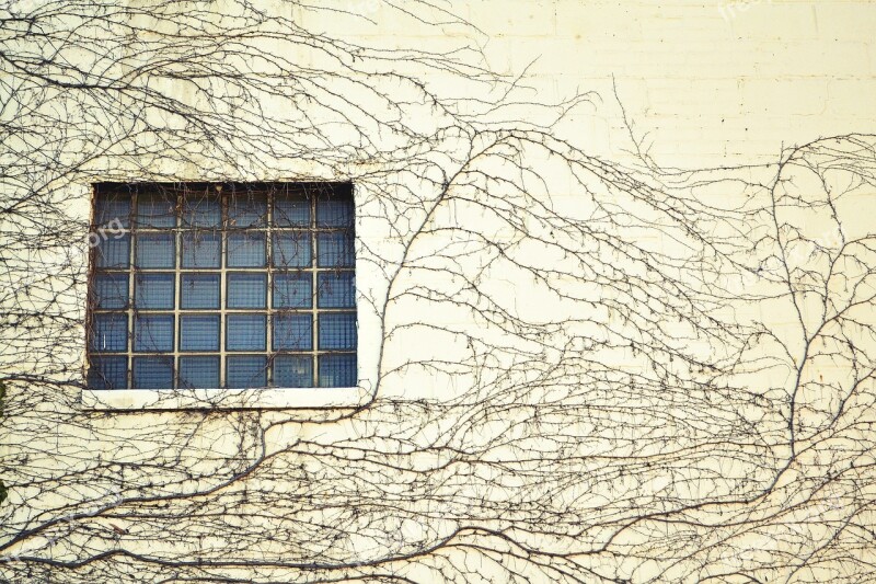 Window Wall Twine Tendril Building