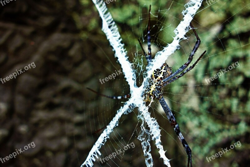 Animal Spider Web Cobweb Arachnid