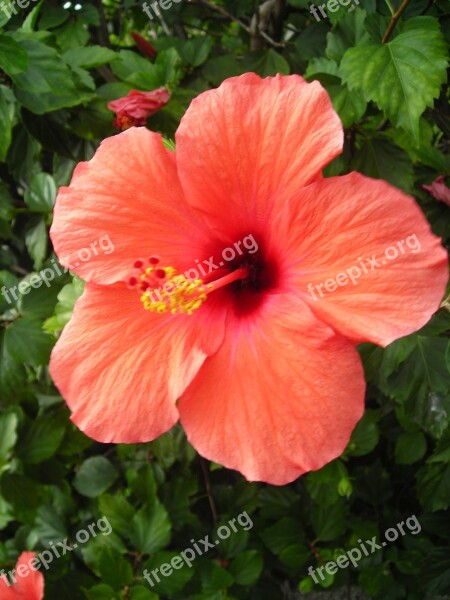 Hibiscus Blossom Bloom Orange Flower