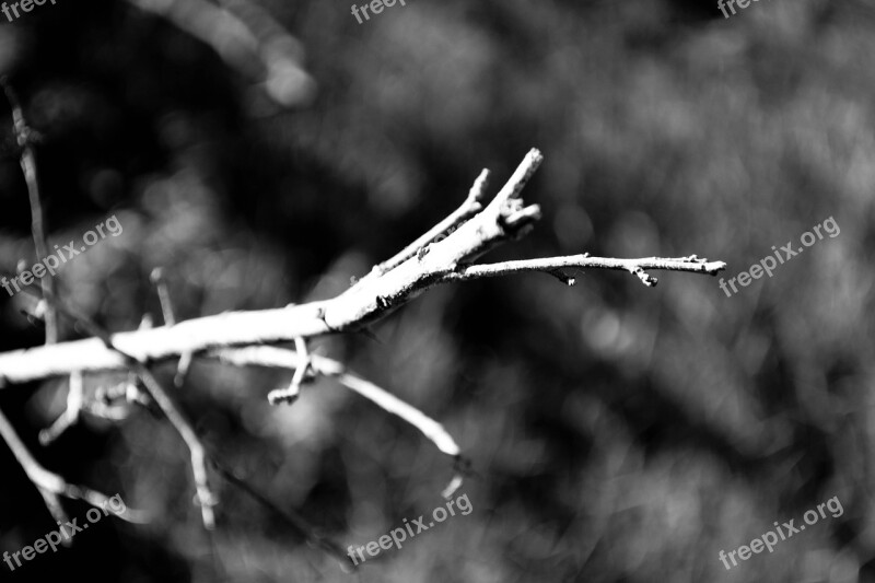 Branch Dry Dry Tree Nature Backlight