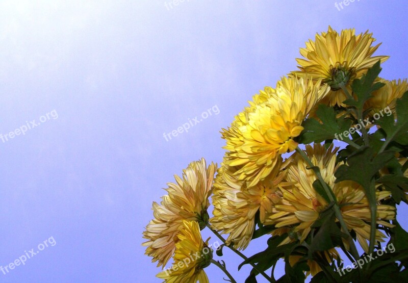 Yellow Flowers Flora Blossom Floral