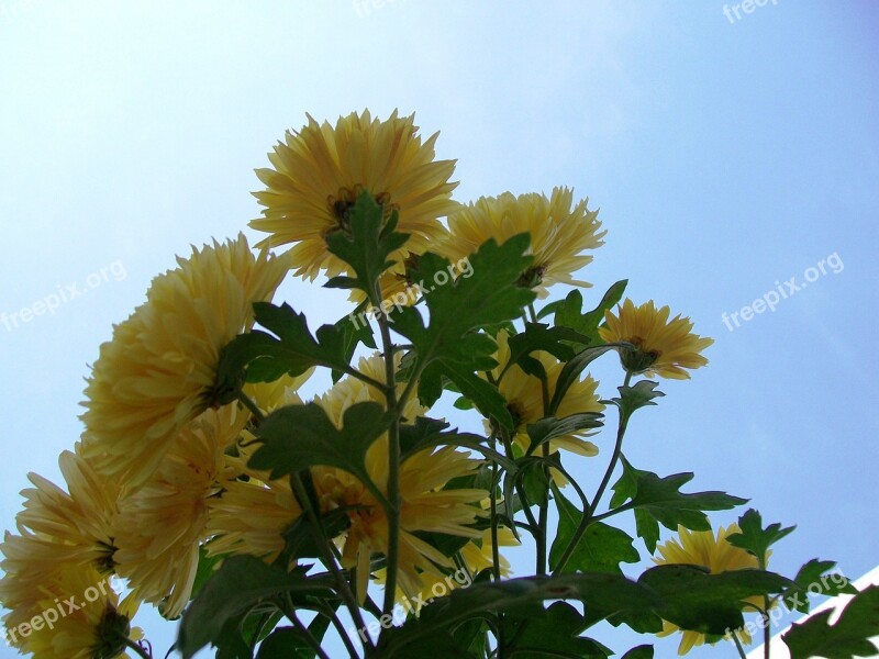 Yellow Flowers Flora Blossom Floral