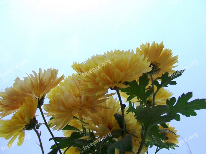 Yellow Flowers Flora Blossom Floral