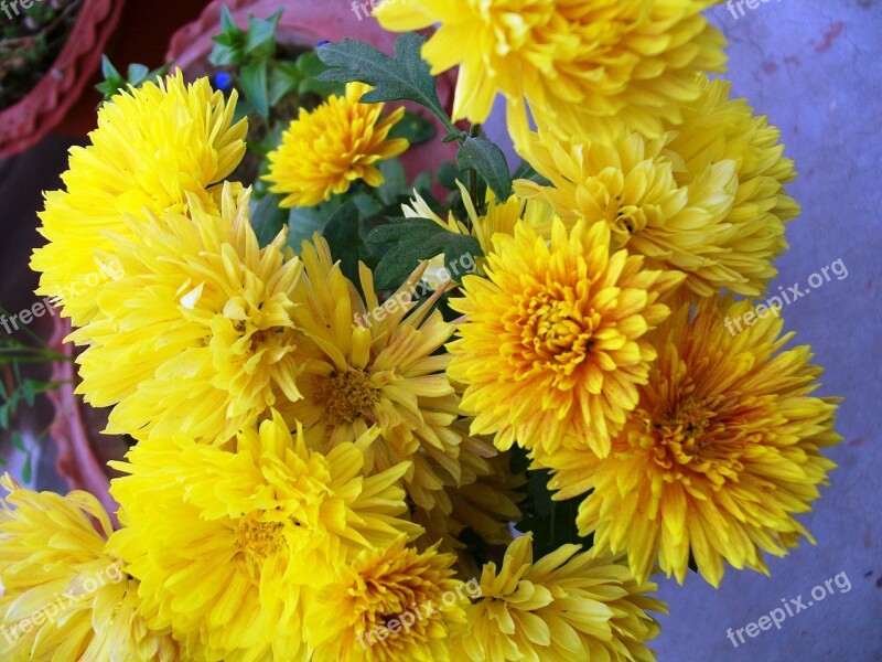 Yellow Flowers Bunch Bouquet Free Photos