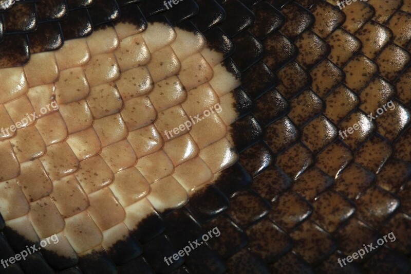 Scale Reptile Skin Pattern Brown Structure