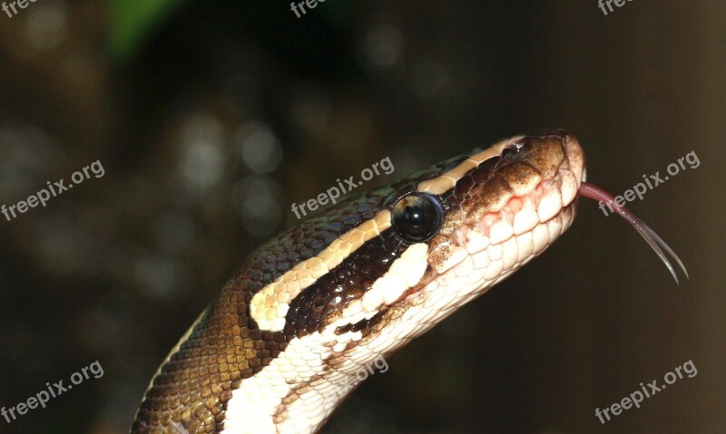 Snake Ball Python Python Regius Beauty Brown