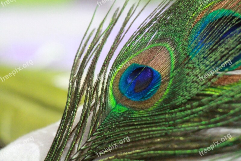 Peacock Feather Bird Nature Pattern