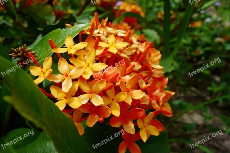 Plant Flower Orange Bright Color