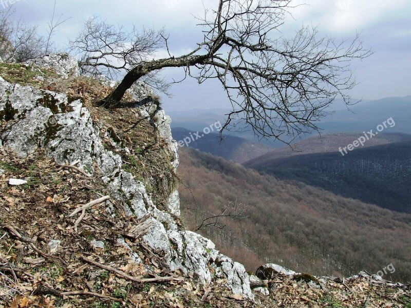 Depth Pes-stone Beech Mountain Cliff Forest